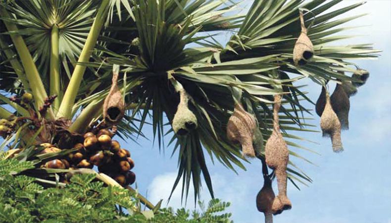 দুর্ভিক্ষ আসন্ন!