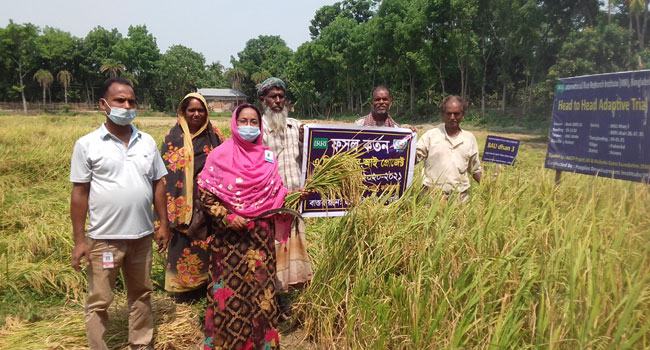 রাজশাহীতে উচ্চফলনশীল নতুন জাতের ধান চাষে ব্যাপক সাফল্য