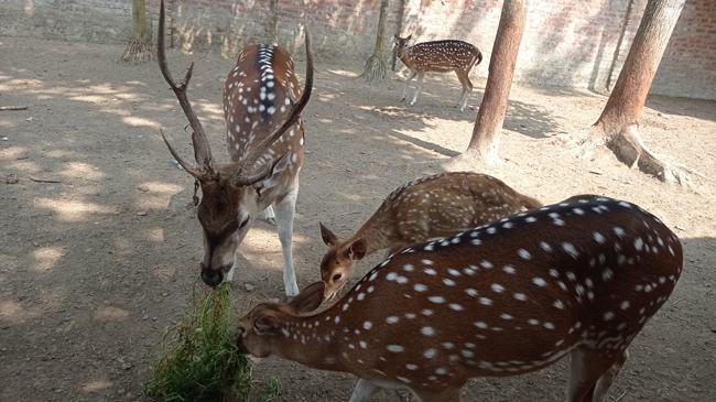 বাড়ির আঙ্গিনায় হরিণ, শখ থেকে বাণিজ্যিকরণের স্বপ্ন