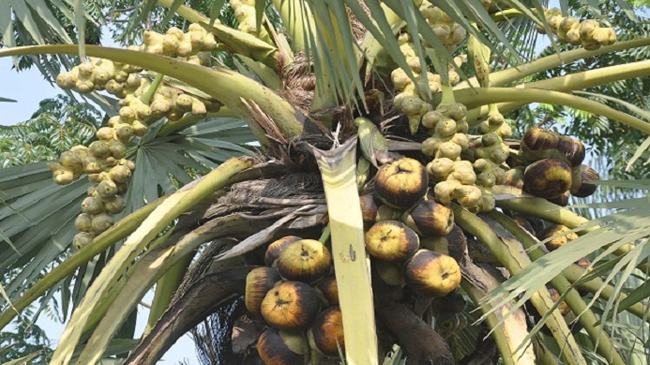 বাগেরহাটে তালশাঁস কাটাকে কেন্দ্র করে সাবেক ইউপি সদস্য নিহত