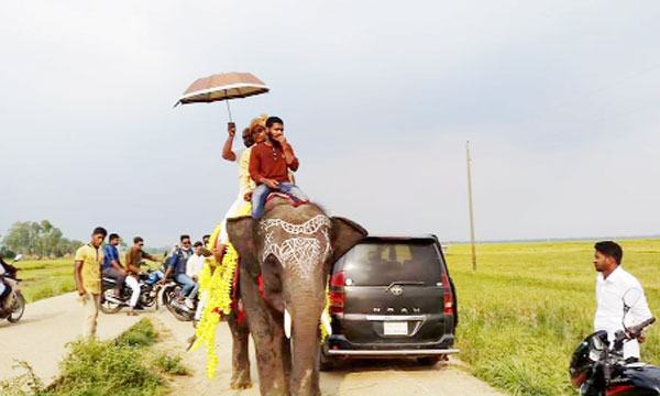 তাড়াশে হাতিতে চড়ে বিয়ে
