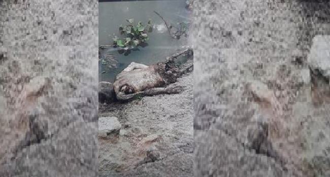 পোরশায় যুবকের লাশ উদ্ধার