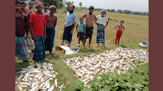 পোরশায় পুকুরে গ্যাসবড়ি প্রয়োগে মাছ নিধন