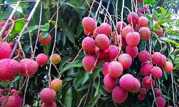 বৈরী আবহাওয়ায় লিচুর রাজধানীতে ফলন বিপর্যয়
