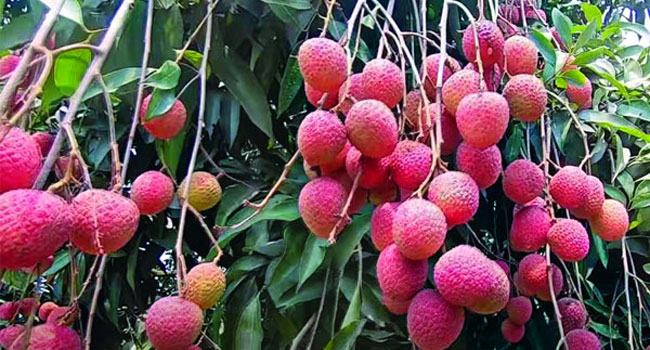 বৈরী আবহাওয়ায় লিচুর রাজধানীতে ফলন বিপর্যয়