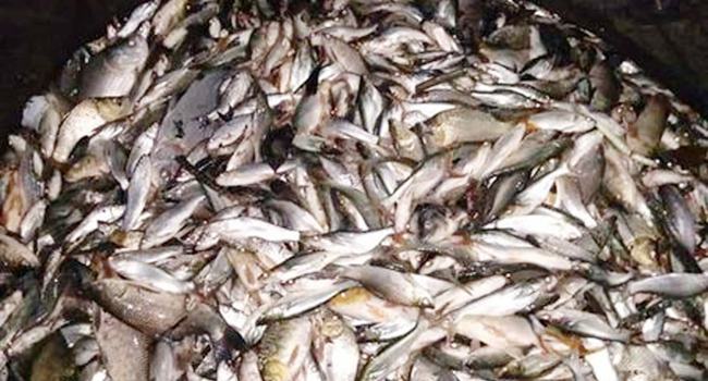 মিরসরাইয়ে বিষ দিয়ে পুকুরের মাছ নিধন
