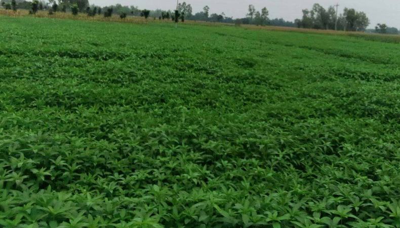 ঠাকুরগাঁওয়ে সোনালী আঁশ পাটের সুদিন ফেরার সম্ভাবনা