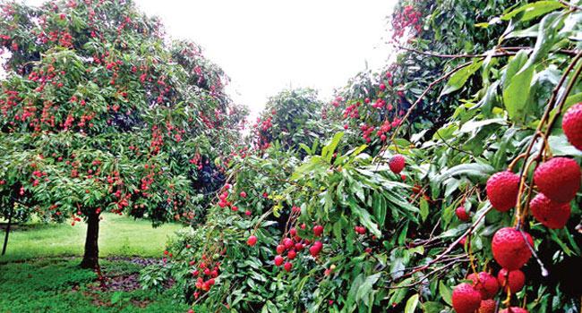সিংড়ায় গাছ থেকে পড়ে লিচু ব্যবসায়ীর মৃত্যু