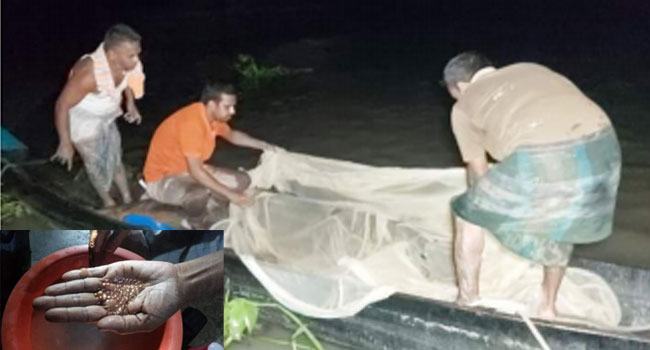 গভীর রাতে নমুনা ডিম ছেড়েছে হালদার মা মাছ