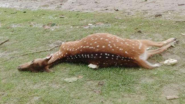 ইয়াস তাণ্ডবের পর ভেসে এলো ৪ মৃত হরিণ