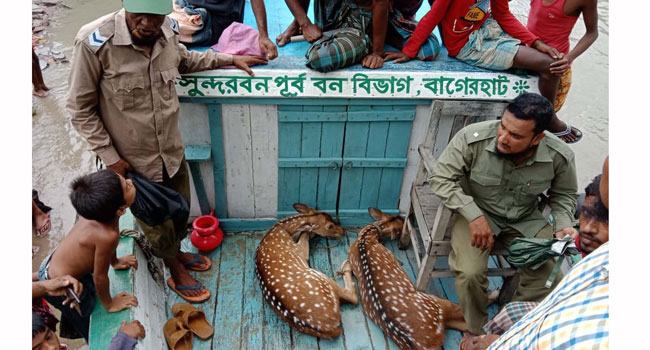 মঠবাড়িয়ায় লোকালয় থেকে ২ হরিণ উদ্ধার