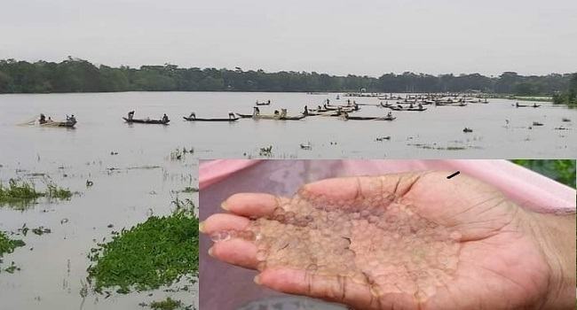 হালদায় ডিম ছেড়েছে মা মাছ, এবার সংগ্রহ ৩ হাজার ৯২০ কেজি