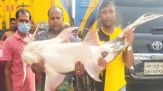 ৩১ কেজি ওজনের বাঘাইর বিক্রি হলো ৪৪ হাজার টাকায়
