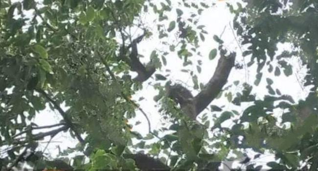 গফরগাঁওয়ে জামগাছ থেকে পড়ে নিহত ১