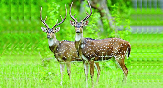 পাথরঘাটায় হরিণের গোস্তসহ আটক ১