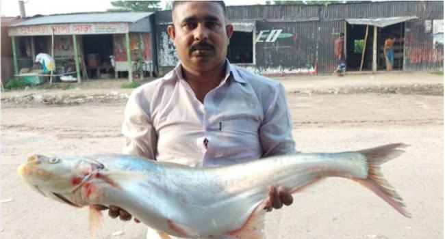 পদ্মায় ধরা পড়েছে বিশাল ‘ঢাই’ মাছ