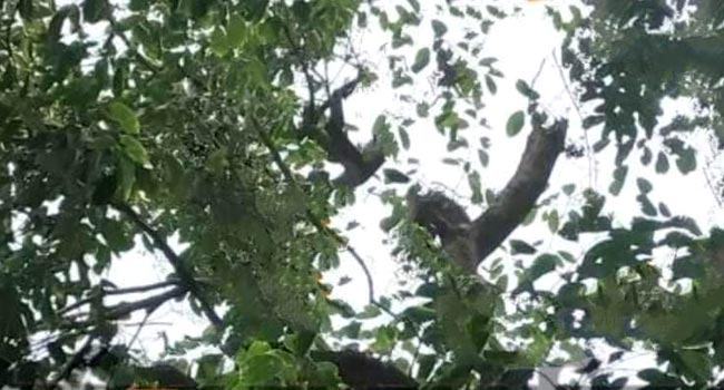 গফরগাঁওয়ে জামগাছ থেকে পড়ে মৃত্যু