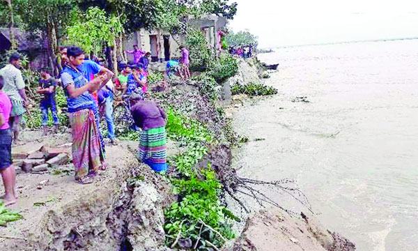 তিস্তায় পানি বৃদ্ধি : ভাঙনে শতাধিক ঘরবাড়ি বিলীন