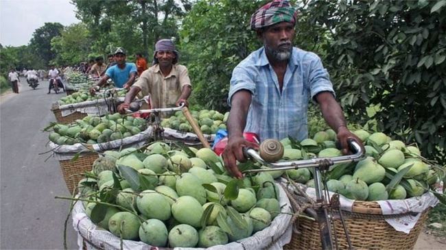 দেশী ফল কোনটিতে কী উপকার, কাদের জন্য ক্ষতি?