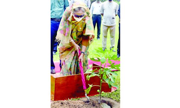 যেখানে জায়গা পান গাছ লাগান : প্রধানমন্ত্রী