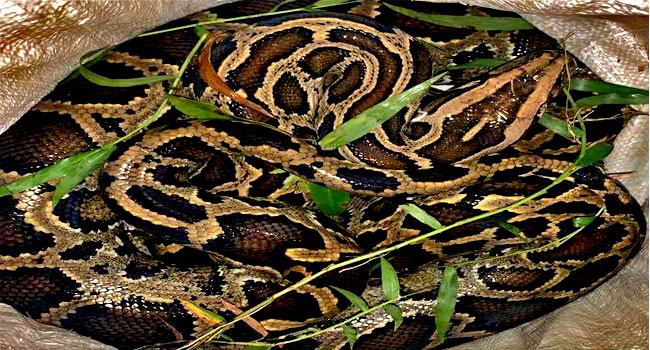 শ্রীমঙ্গলে বিশালাকৃতির অজগর উদ্ধার