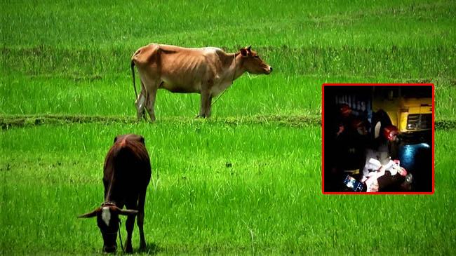 গরুর ঘাস আনতে গিয়ে ট্রাক চাপায় প্রাণ গেল দুইজনের