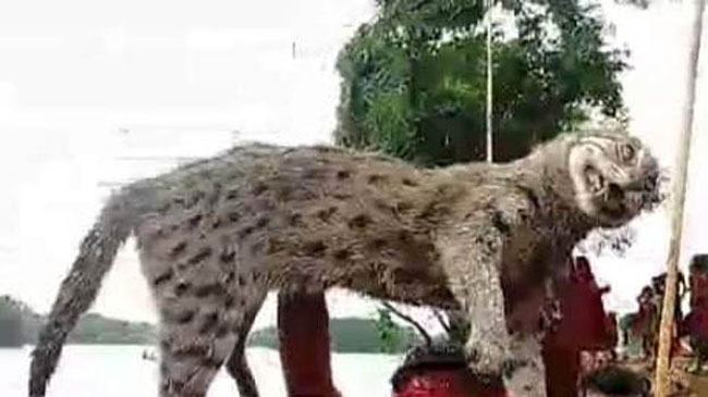 টাংগুয়ার হাওরে মেছো বাঘকে পিটিয়ে হত্যা