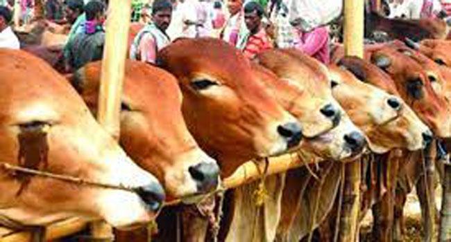 নির্ধারিত স্থানের বাইরে পশুর হাট বসতে দেয়া হবে না : স্থানীয় সরকারমন্ত্রী