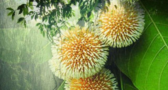 আজ বর্ষার প্রথম দিন