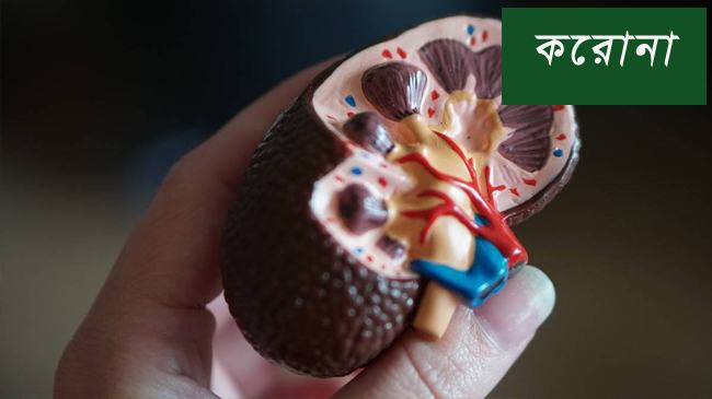 কিডনিতে হয় করোনা, ভয়ঙ্কর তথ্য দিল যুক্তরাষ্ট্র