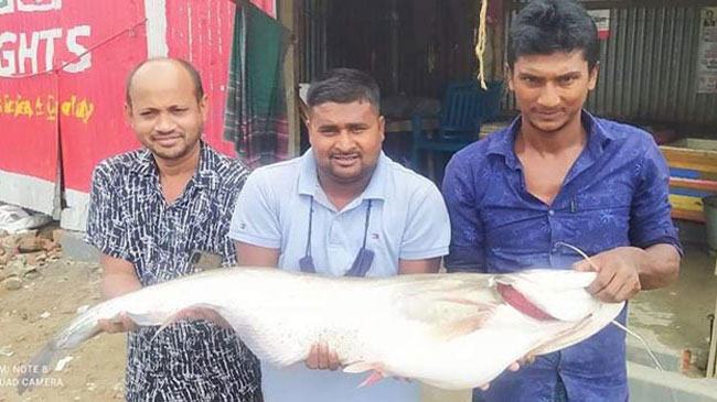 এক বোয়ালের দাম একুশ হাজার টাকা