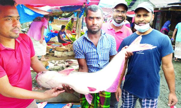 লালপুরে পদ্মায় ধরা পড়ল সাড়ে ১১ কেজির পাঙ্গাশ