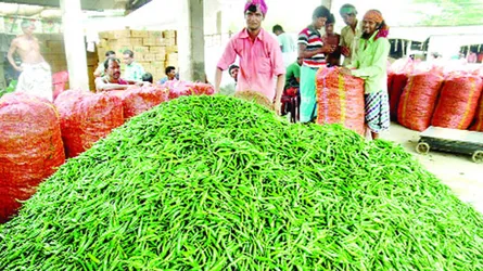 মানিকগঞ্জে কাঁচা মরিচের কেজি ৫ টাকা