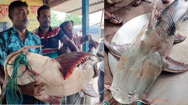 দৌলতদিয়ায় বাঘাইড় মাছ বিক্রি হলো ৬০ হাজার টাকায়