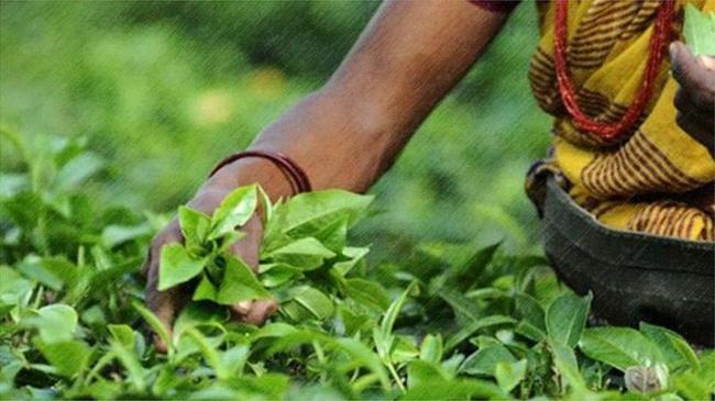 ১২০ টাকায় ৭ সদস্যের পরিবার চালাতে হয় চা শ্রমিককে