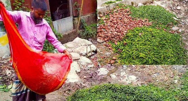 হরিরামপুরে মরিচের কেজি ৩ টাকা : ফেলে দিচ্ছেন কৃষক