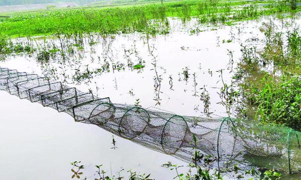 চায়না জালে নিধন হচ্ছে দেশীয় প্রজাতির মাছ