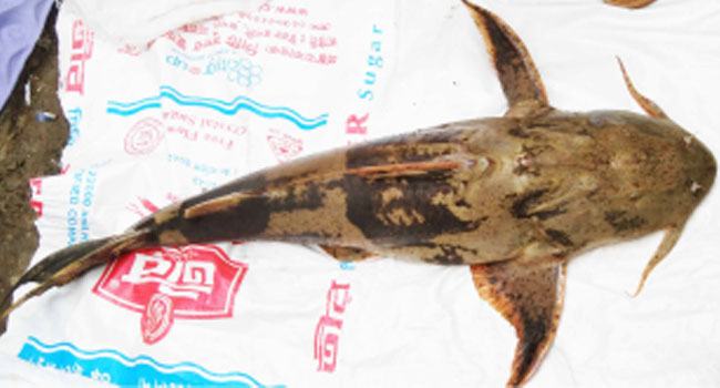 বড়শিতে ১১ কেজির বাঘাইড়