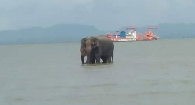 নাফনদী সাঁতরে মিয়ানমারের ৪টি বন্য হাতি টেকনাফে