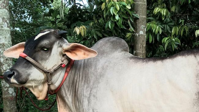 এবার কোরবানির হাটের বড় তারকা ‘ফেনীর রাজ’!