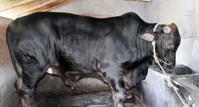 ‘বাংলার নবাবে’র দাম হাঁকিয়েছেন ১২ লাখ টাকা