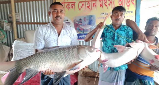 ২ পাঙ্গাস ও ১ কাতলের দাম ৫৭ হাজার টাকা