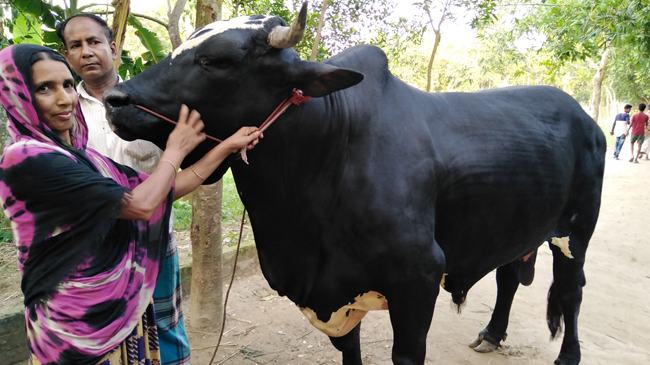 ব্রাজিলিয়ান ‘কালা পাহাড়ে’র দাম ৩০ লাখ