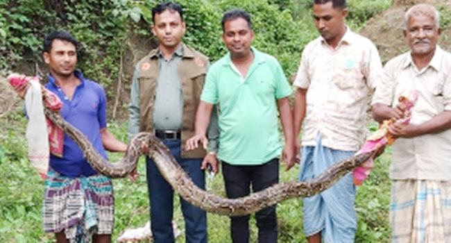 গরুর খামার থেকে বিশাল অজগর উদ্ধার