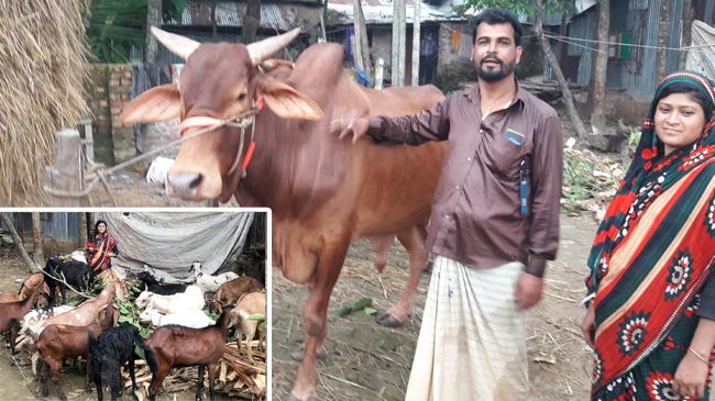 চন্দনাইশে মিশ্রখামার করে স্বাবলম্বী আক্তার-লিপি দম্পতি