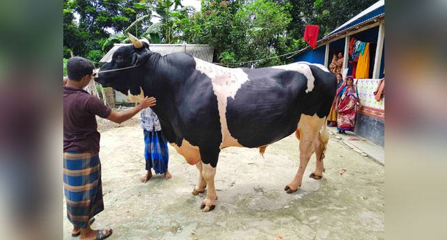 কোরবানির হাট কাঁপাবে মানিকগঞ্জের সাহেব!