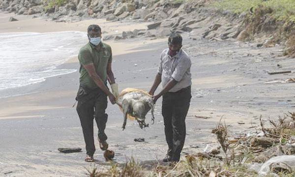 শ্রীলঙ্কা উপকূলে শত শত মৃত সামুদ্রিক প্রাণী