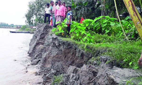 রাজবাড়ীর দৌলতদিয়ায় পদ্মায় ভাঙন