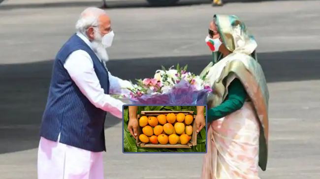 মোদির জন্য আম পাঠালেন প্রধানমন্ত্রী