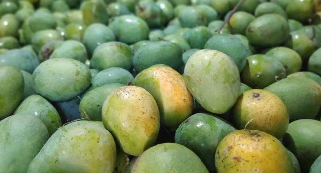 লকডাউনে রাজশাহীতে আমের ব্যবসায় ধস